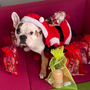 Jonny the dog vom flexomed Pflege-Personaldienst wünscht frohe Weihnachten. Foto: Zeliha